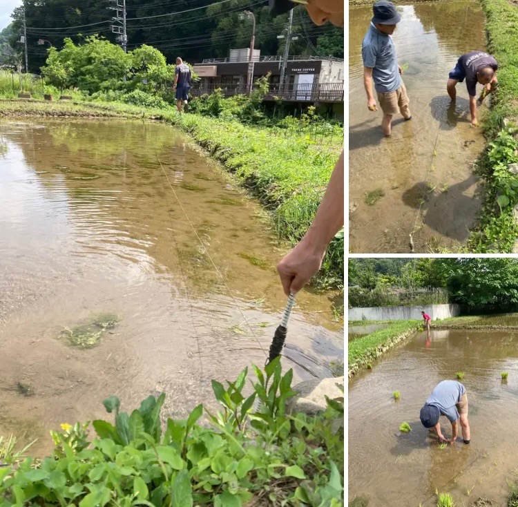 田植え